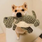 Sale ends in 3 hours / Buy 1 Get 1 Free Today Only - Robust Dino - Dog Toy 2.0 Upgraded Version - Image 6