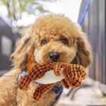 Sale ends in 3 hours / Buy 1 Get 1 Free Today Only - Robust Dino - Dog Toy 2.0 Upgraded Version - Image 3